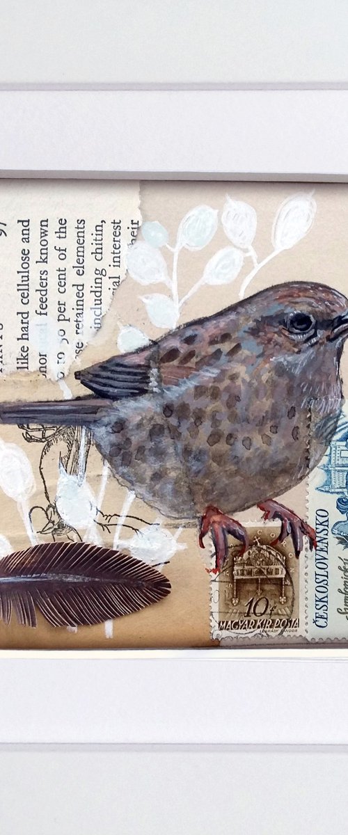 The Dunnock feather  (framed and ready to hang) by Carolynne Coulson