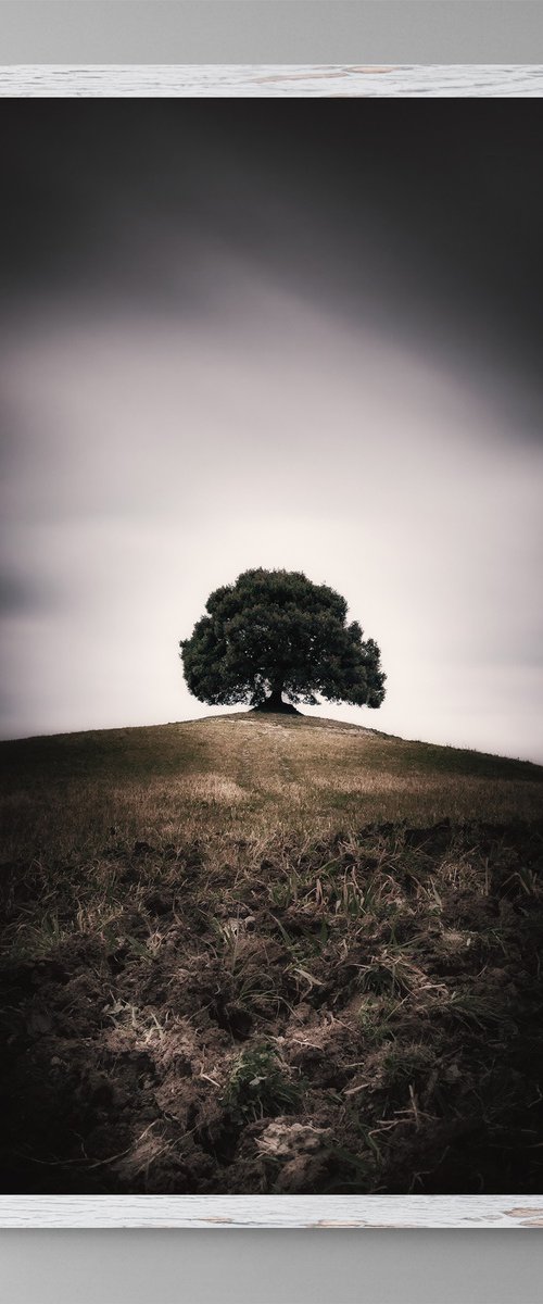 Born in 18th century (st. 2) by Karim Carella