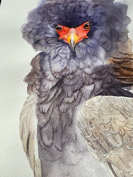 Ruffled Majesty: Portrait of the Bateleur Eagle 2