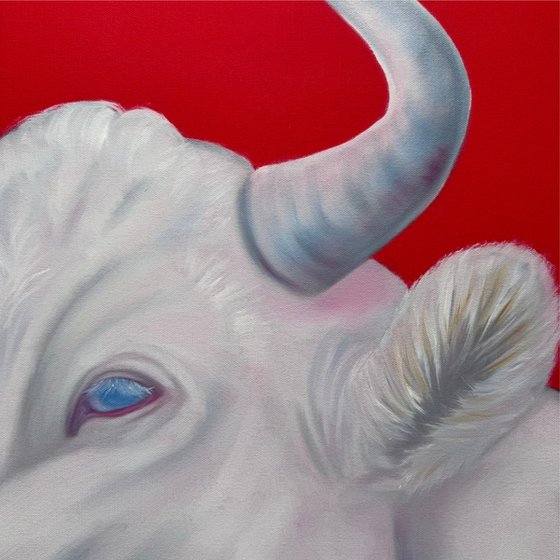 White cow