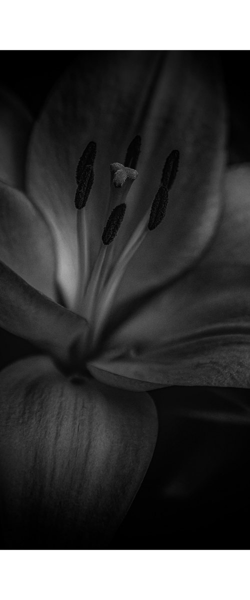 Lily Blooms Number 5 - 12x12 inch Fine Art Photography Limited Edition #1/25 by Graham Briggs