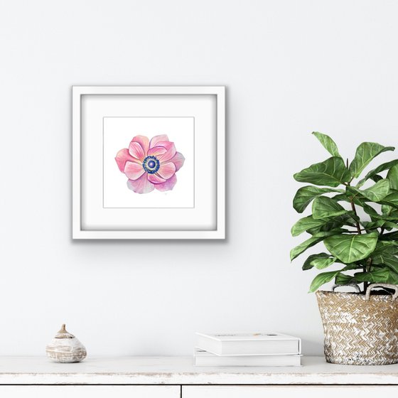 Anemone. A series of original watercolour artwork.