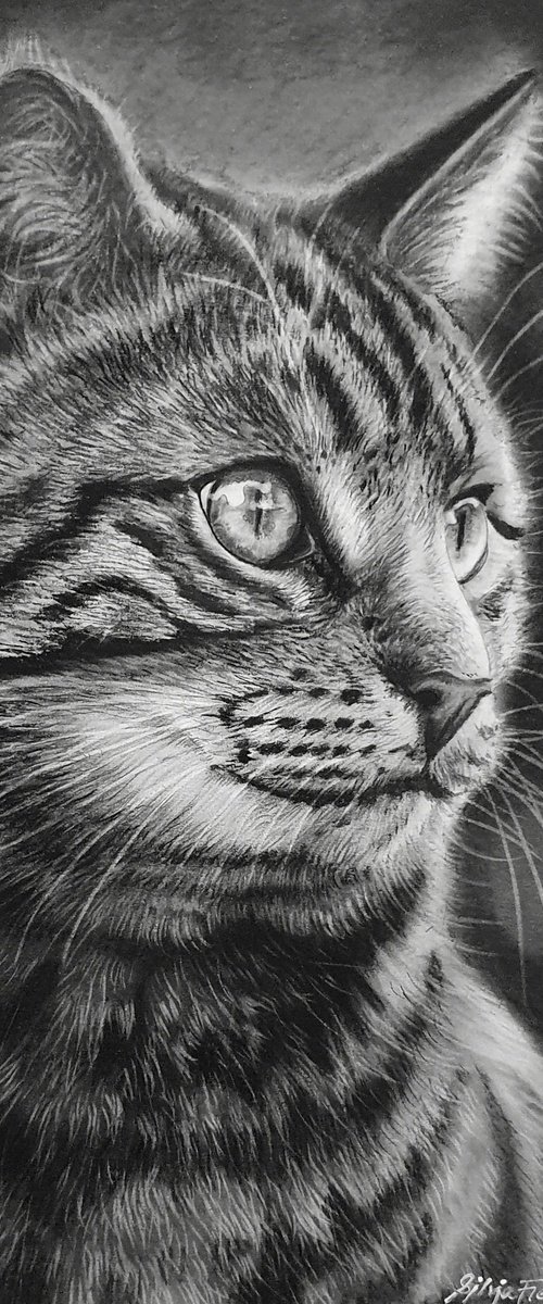Tabby Cat Portrait by Silvia Frei