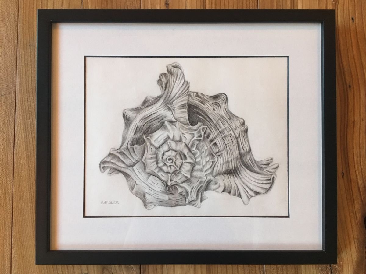 Seashell - Framed Drawing by Charlotte Ambler
