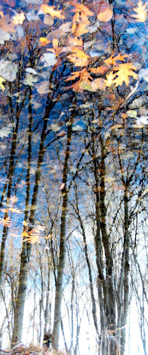 Reflection 9 by MICHAEL FILONOW