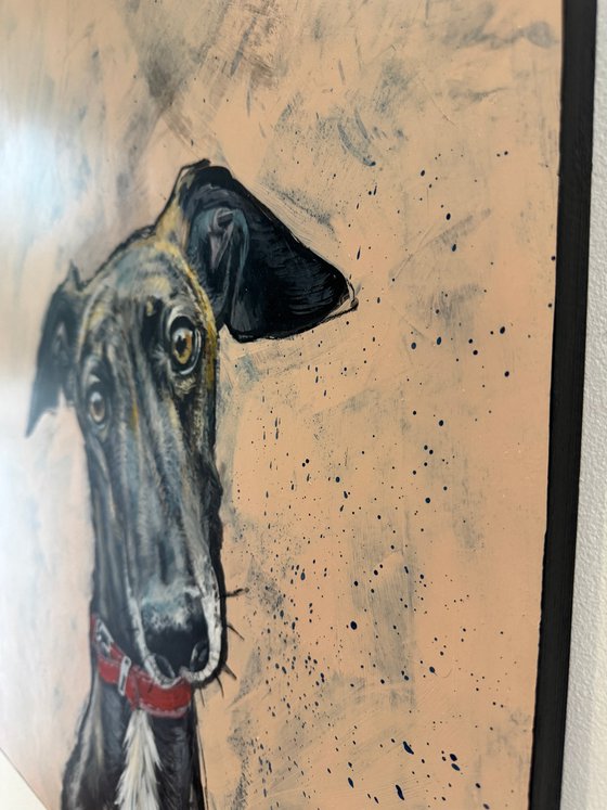 Diesel the Greyhound
