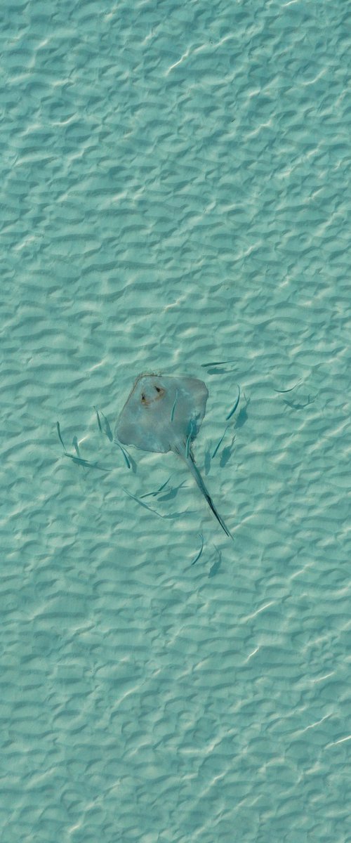 Stingray by Marcus Cederberg