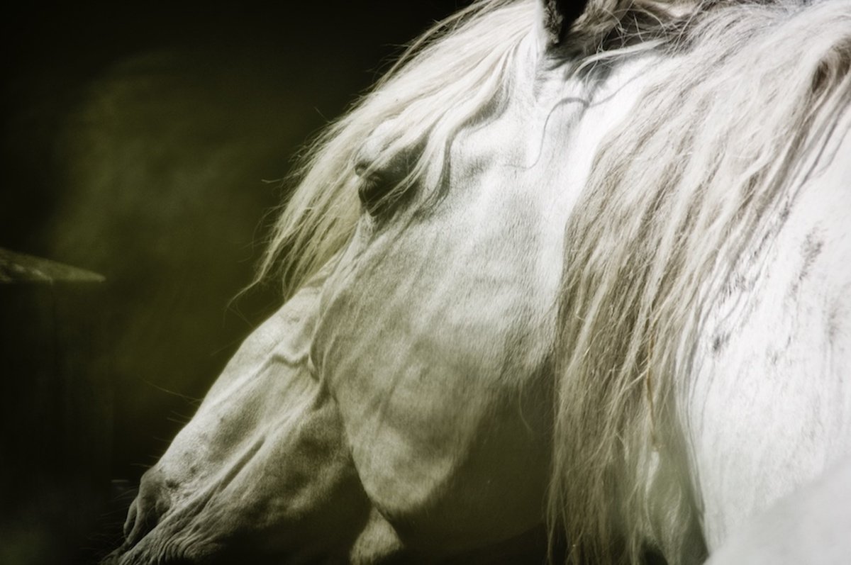 Impressionistic Animal Photograph By Marc Ehrenbold, 40 X 30", Untamed, Original Artwork