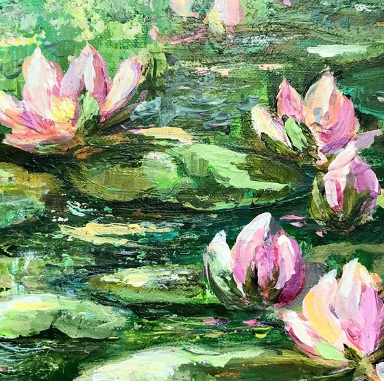 Pink Water Lilies