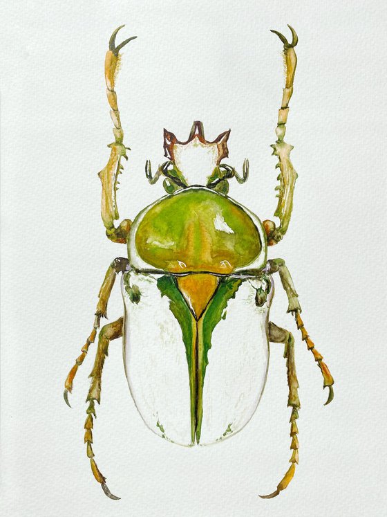 Rhamphorrhina bertolonii Lucas, beetle in the sun's rays in bright yellow green colour