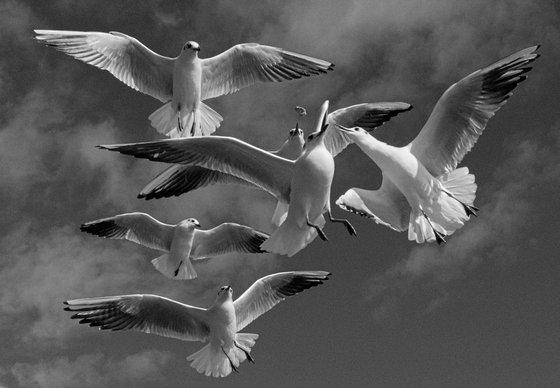 Gulls, Study I [Framed; also available unframed]