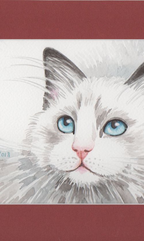 Cat Turkish Angora by Jolanta Czarnecka