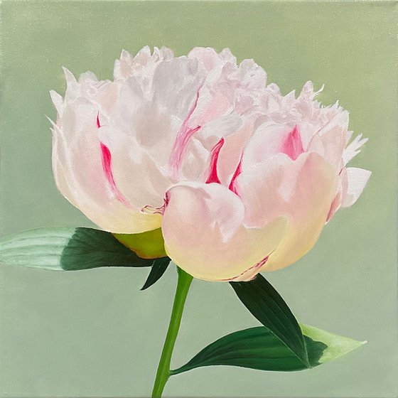White Peony