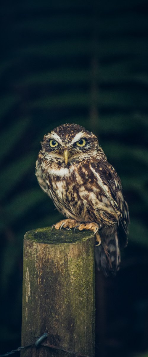 Little Owl by Paul Nash