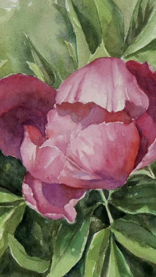 Budding Peony by Krystyna Szczepanowski