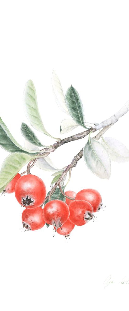 Silver Cotoneaster by Olga Koelsch