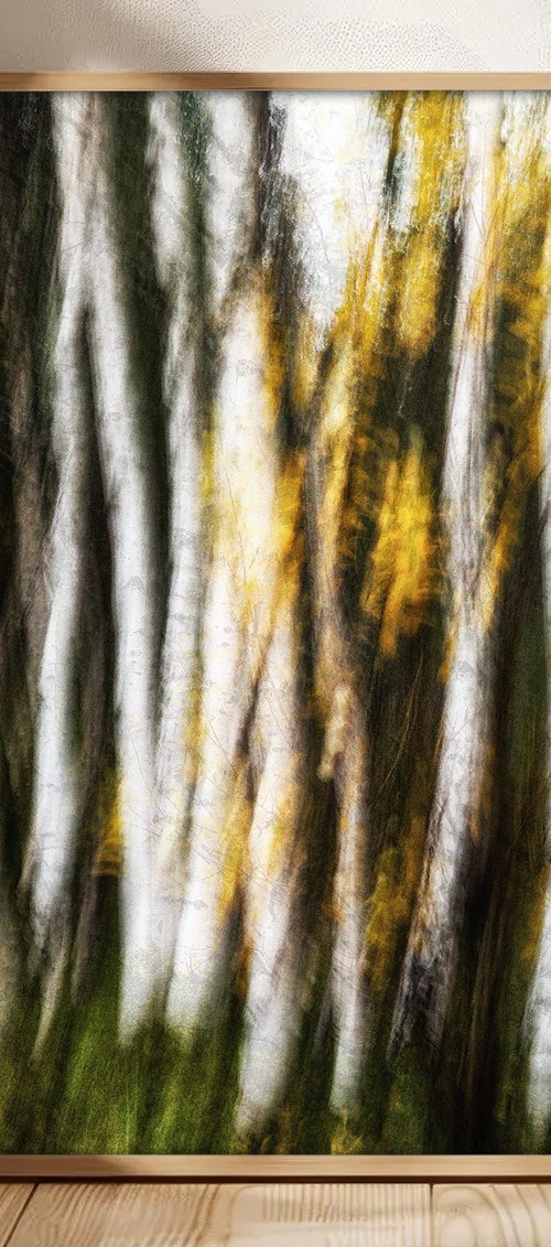 Birches (studio 2) by Karim Carella
