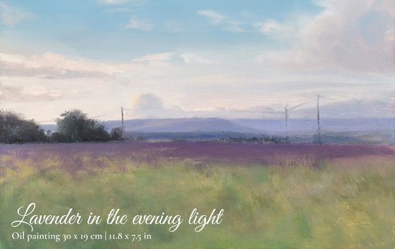 Lavender Fields Set