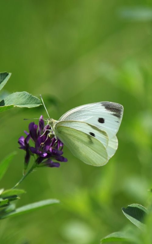 Butterfly in the grass by Sonja  Čvorović