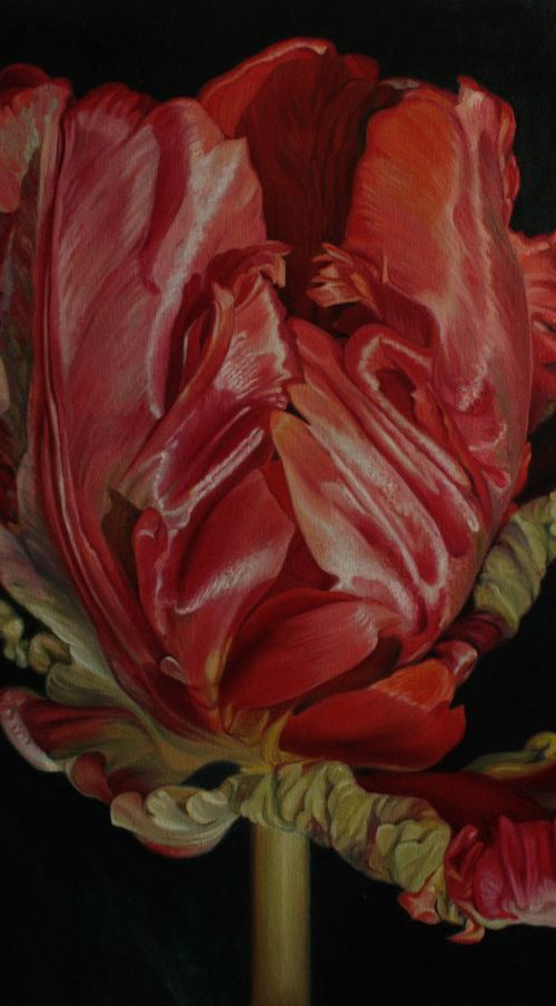 tulip 2 by Julia Diven