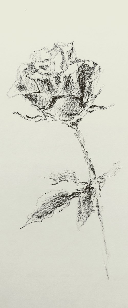 Rose. Original pencil drawing by Yury Klyan
