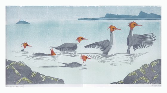 Merganser Race