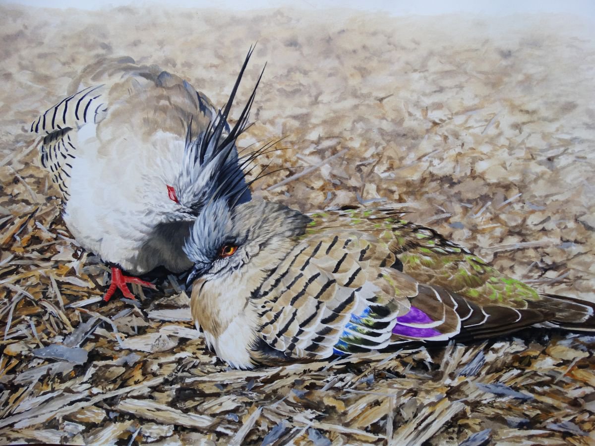 Photorealistic Animal Acrylic Painting By Julian Wheat, 24 X 17", Australian Crested Pigeons, Original Artwork