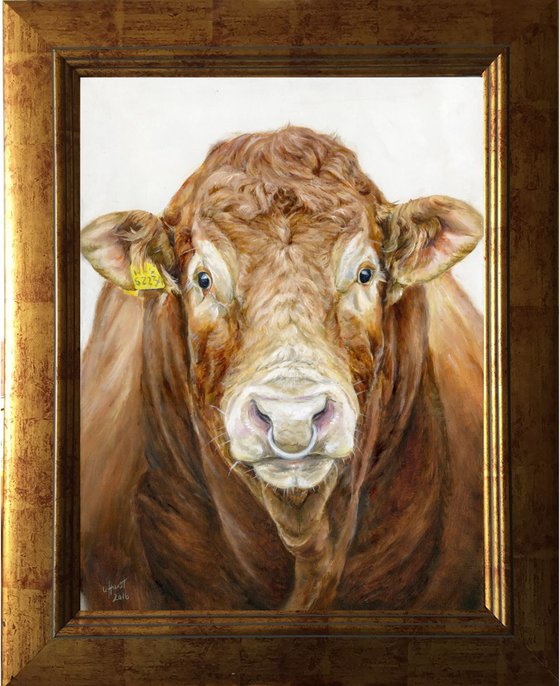 Limousin bull portrait