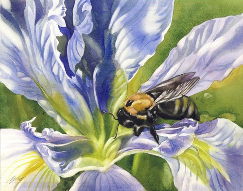 Bee with blue iris by Alfred  Ng