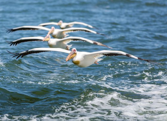 Walvis Bay Pelicans
