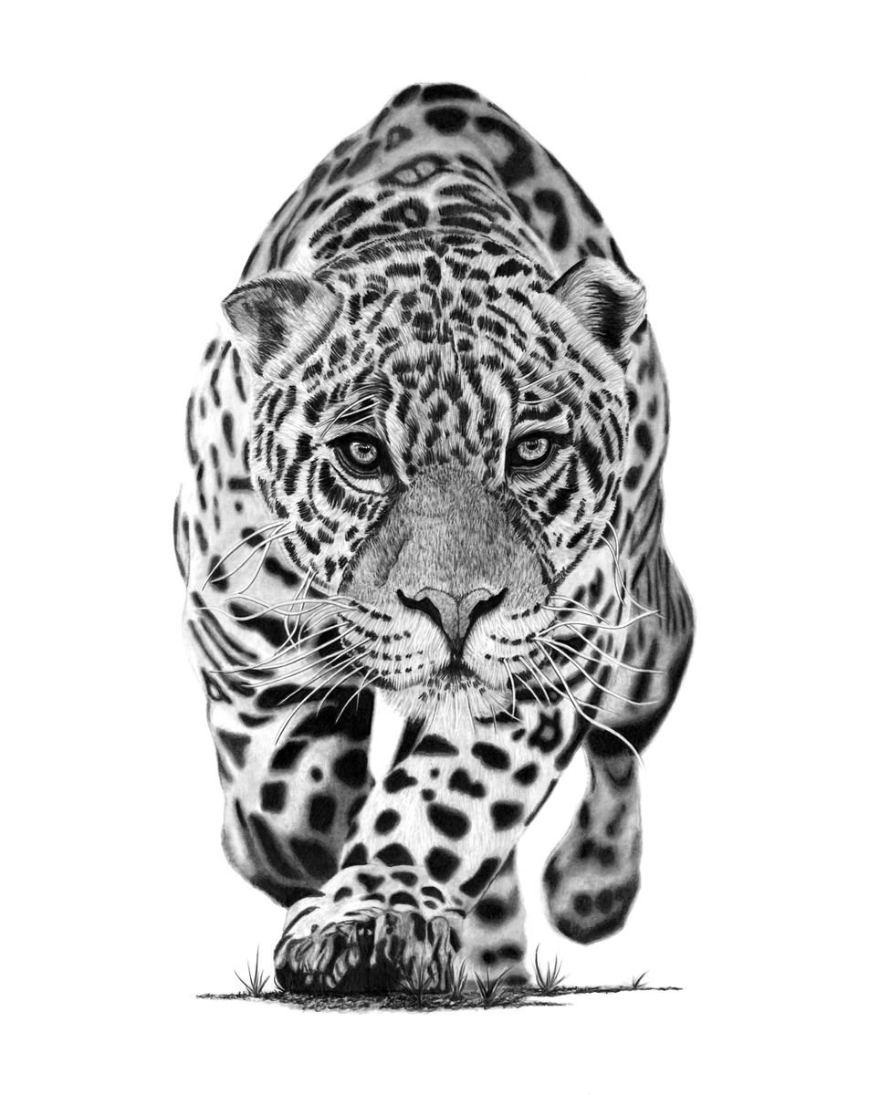 Jaguar (2019) Pencil drawing by Paul Stowe Artfinder