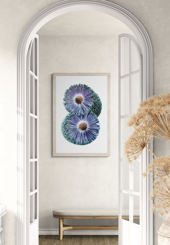 Paramour Banksia