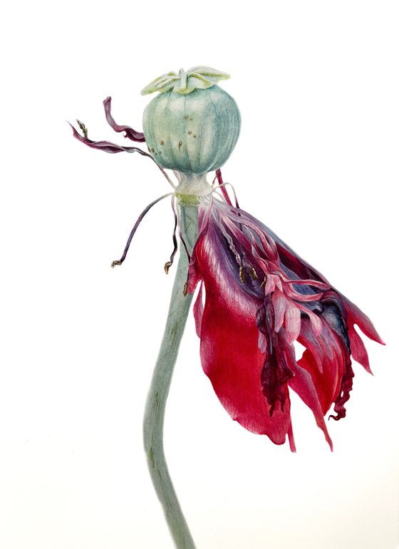 Poppy petals 21x29 cm (2021) botanical watercolor