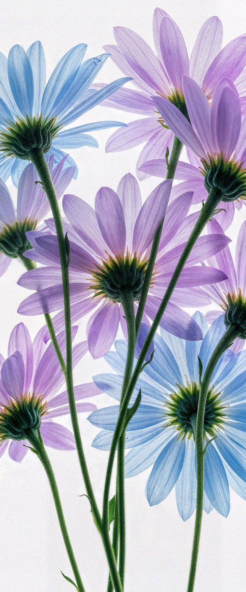 Translucent 66 by MICHAEL FILONOW