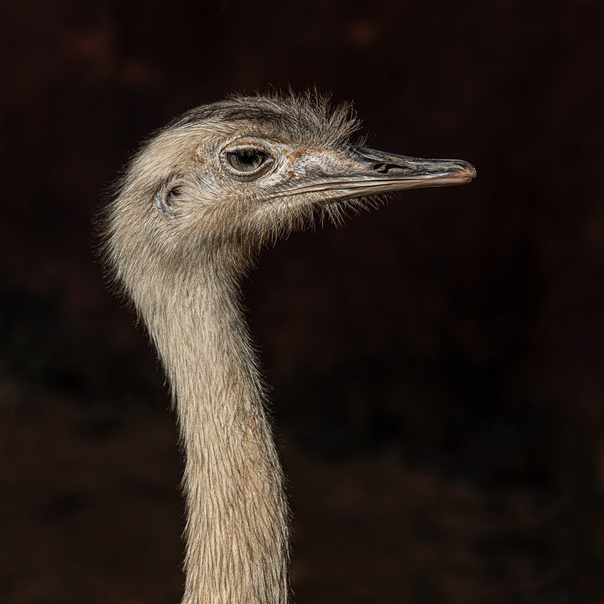 Photorealistic Photograph , Ostrich Portrai By Lidiya Dmitrieva, 17 X 17, Artwork For Sale On Artfinder