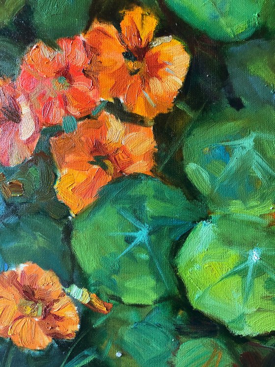 nasturtium