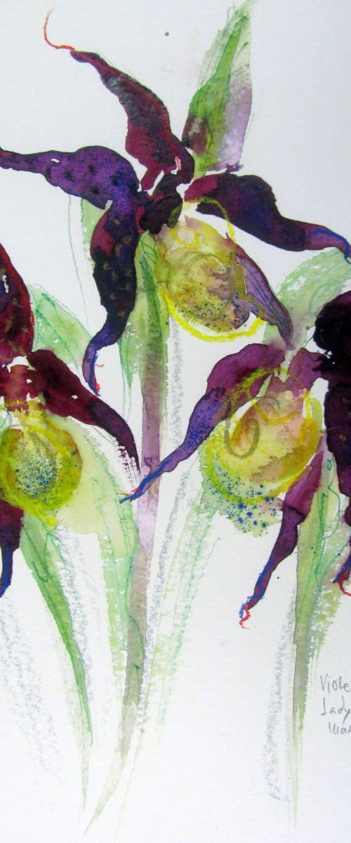 Lady's Slipper Orchids by Violeta Damjanovic-Behrendt
