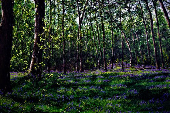 Spring Time In Burton Forest