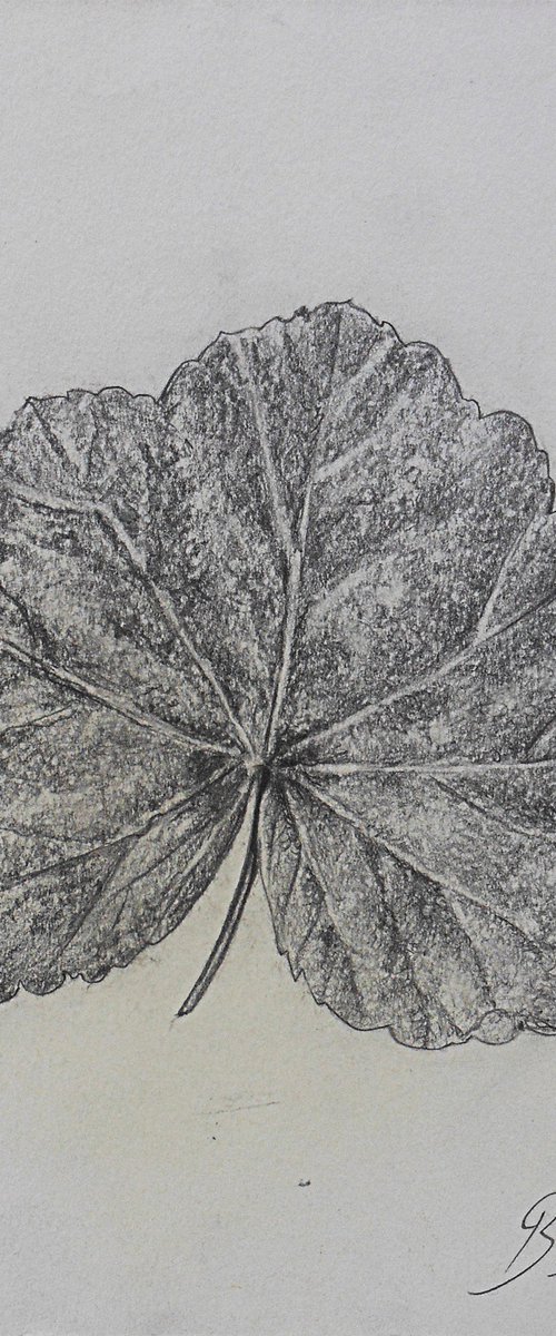 The leaf of Malva Sylvestris by Bledi Kita