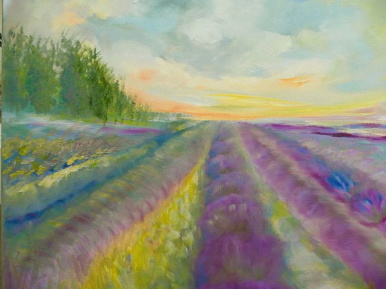 Lavender Fields 2026