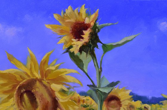 Sunflowers