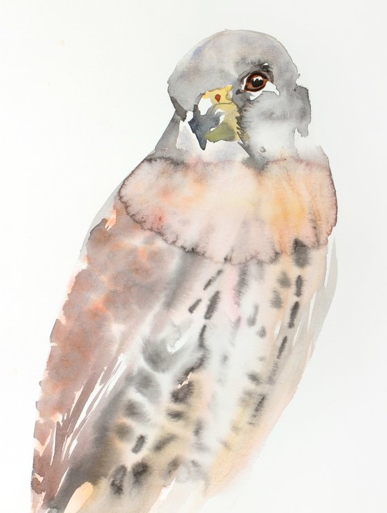 Kestrel No. 9