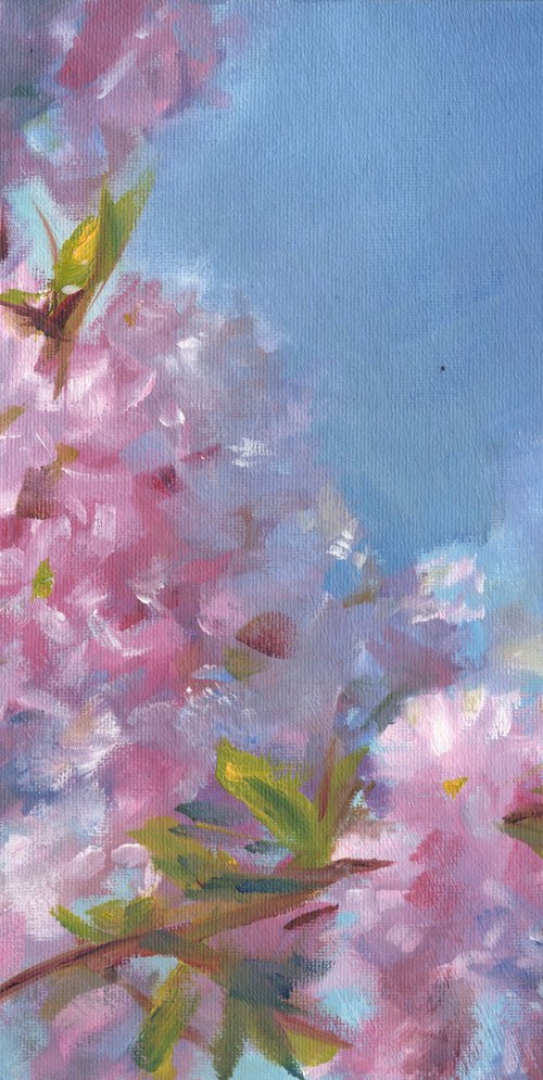 Cherry blossoms by Sarah Stowe