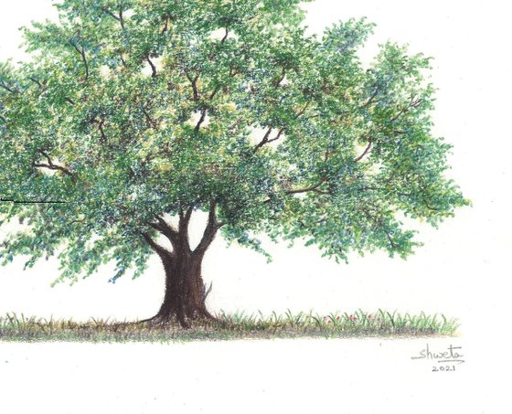 Solitary Oak Tree