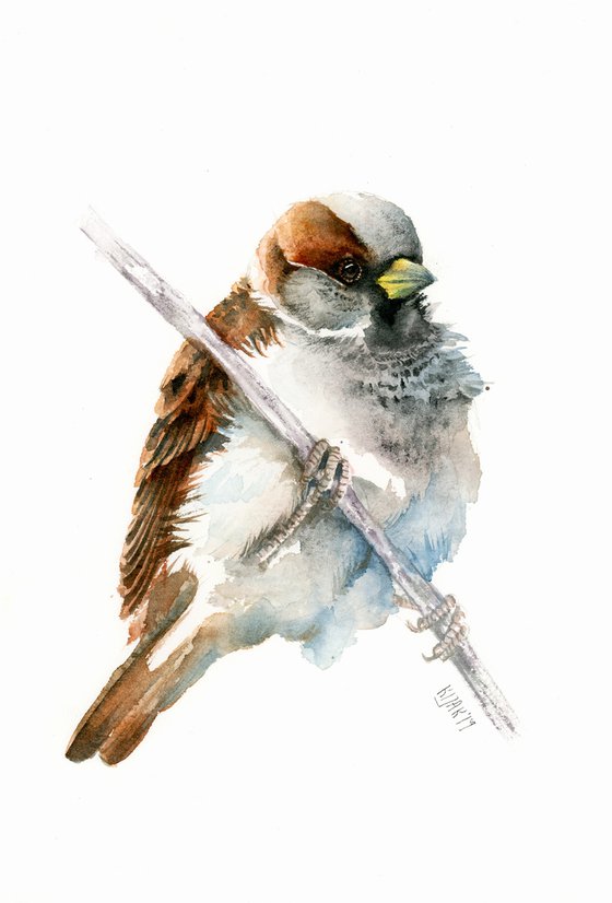 House sparrow, wildlife, birds watercolours