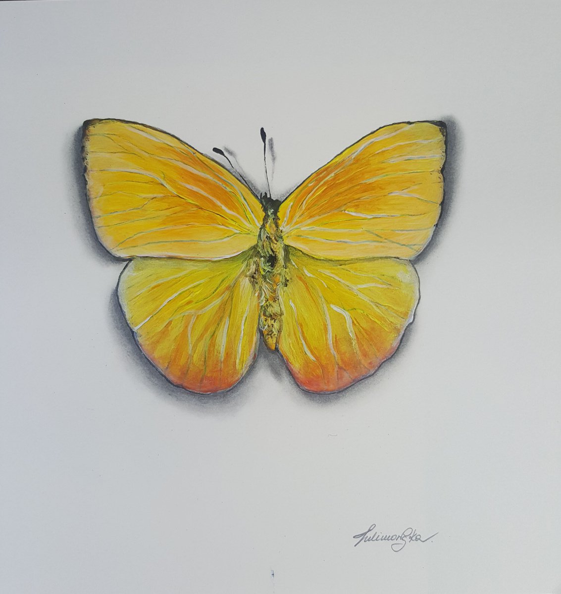 Butterfly Collection - Orange Barred Sulphur by Maja Tulimowska - Chmielewska