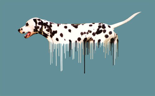 Dalmation by Carl Moore
