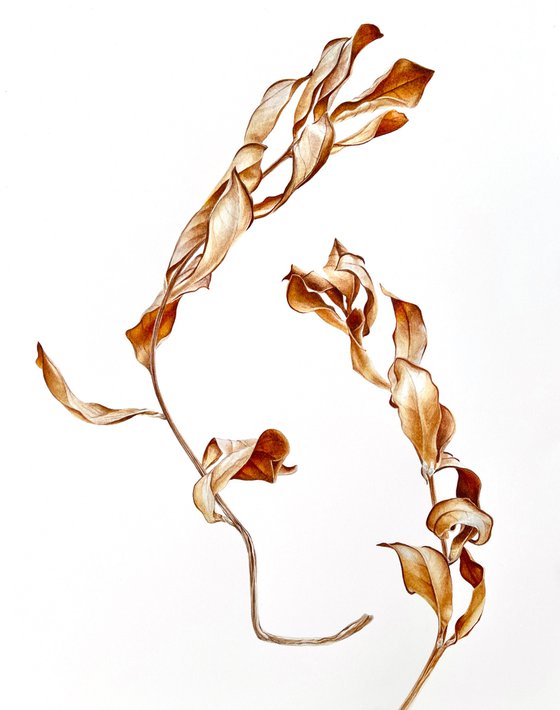 Autumn dance 28x38cm (2021) original botanical art