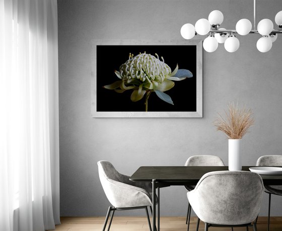 White Waratah Flower
