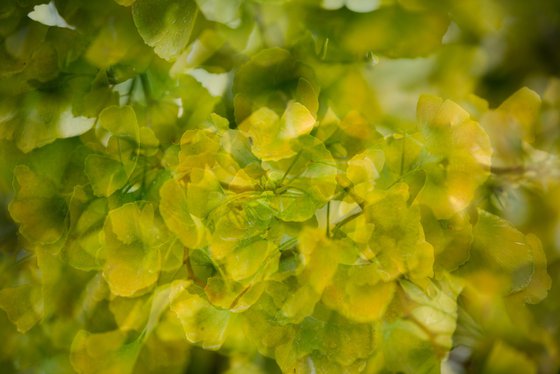 Gingko 2